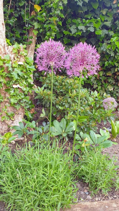 Villa The Old Bank Beautiful Cotswold House With Huge Garden Mickleton  Esterno foto
